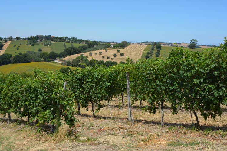 Lacrima di Morro, il profumo di una terra Vitigno autoctono citato nel Purgatorio