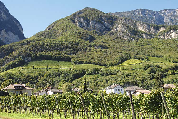 Il 2020, un anno impegnativo in vigna - Alois Lageder, la raccolta anticipata è stata la mossa vincente del 2020