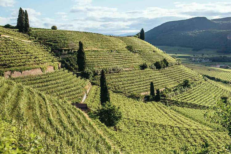 Ora si lavora in cantina con lo stesso rigore di sempre - Alois Lageder, la raccolta anticipata è stata la mossa vincente del 2020