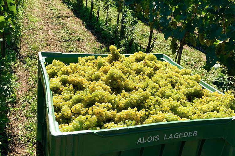 La vendemmia da Alois Lageder - Alois Lageder, la raccolta anticipata è stata la mossa vincente del 2020