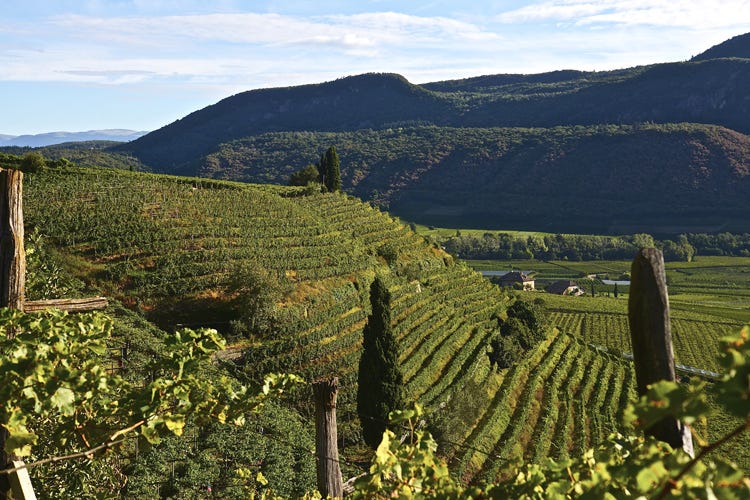 (Lageder, i vini dei 30 anni Chardonnay e Cabernet Löwengang)