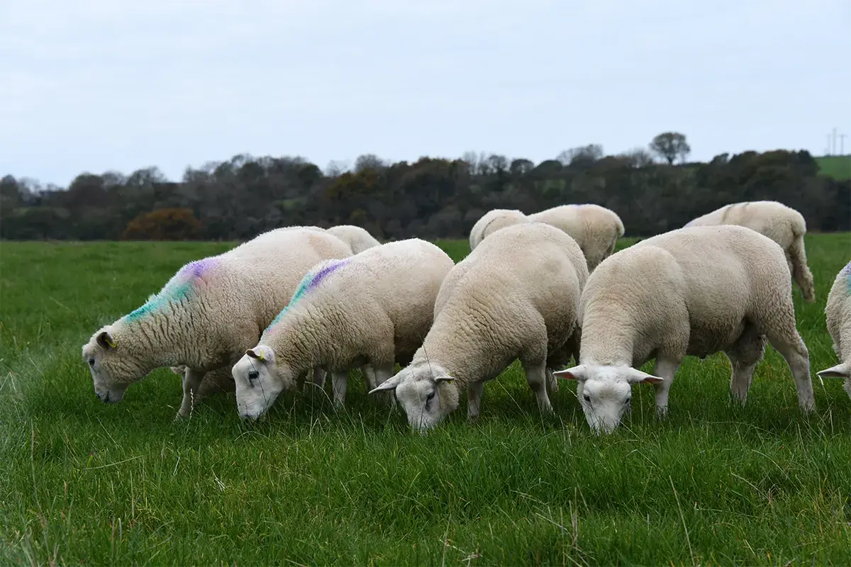 Gli agnelli allevati con diete a base di erba contenevano livelli pi&ugrave; elevati di aminoacidi essenziali Agnello Gallese Igp, che carne! Al top con l&rsquo;allevamento su erba