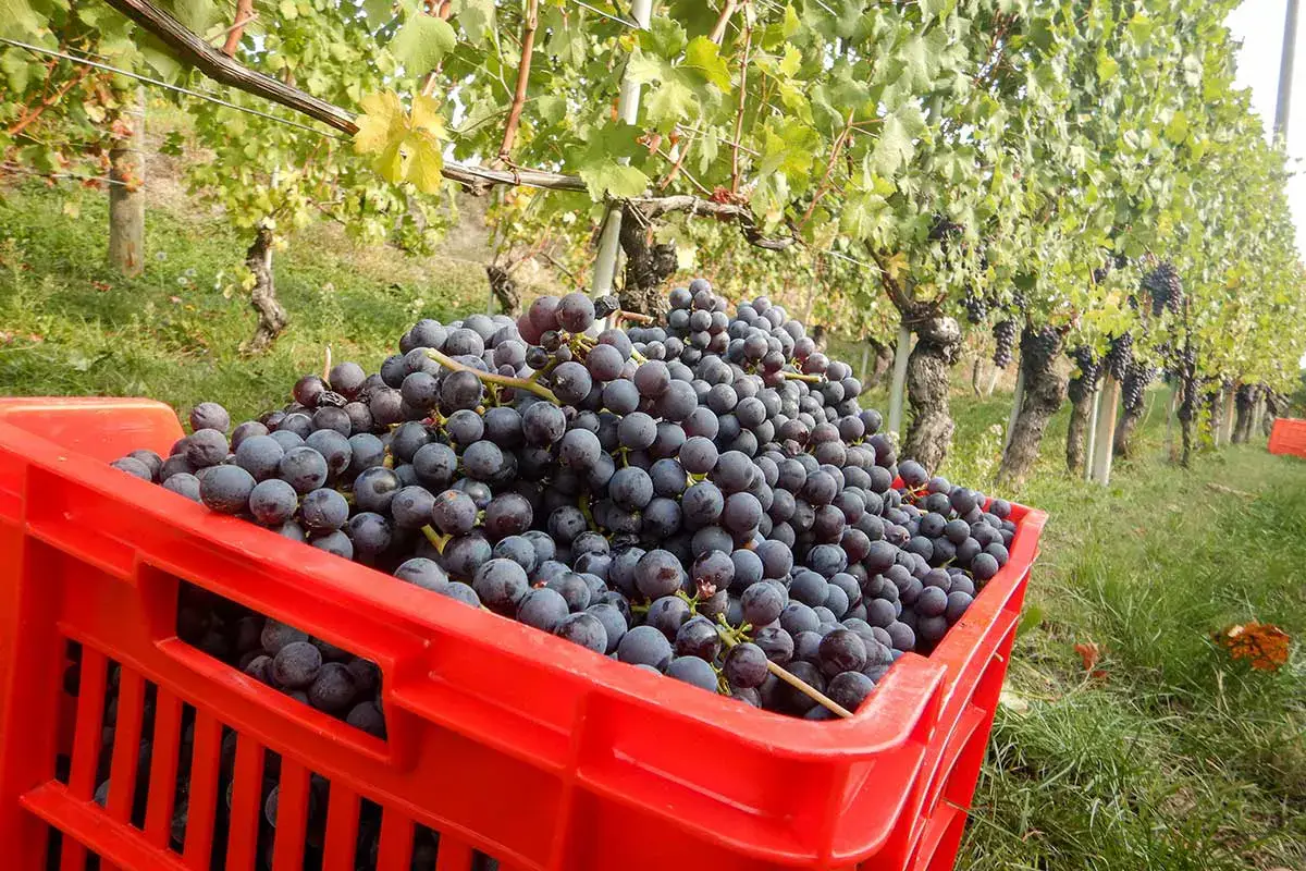 Turni massacranti in vigna Lavoro massacrante nelle vigne di Langhe e Astigiano: due arresti per caporalato
