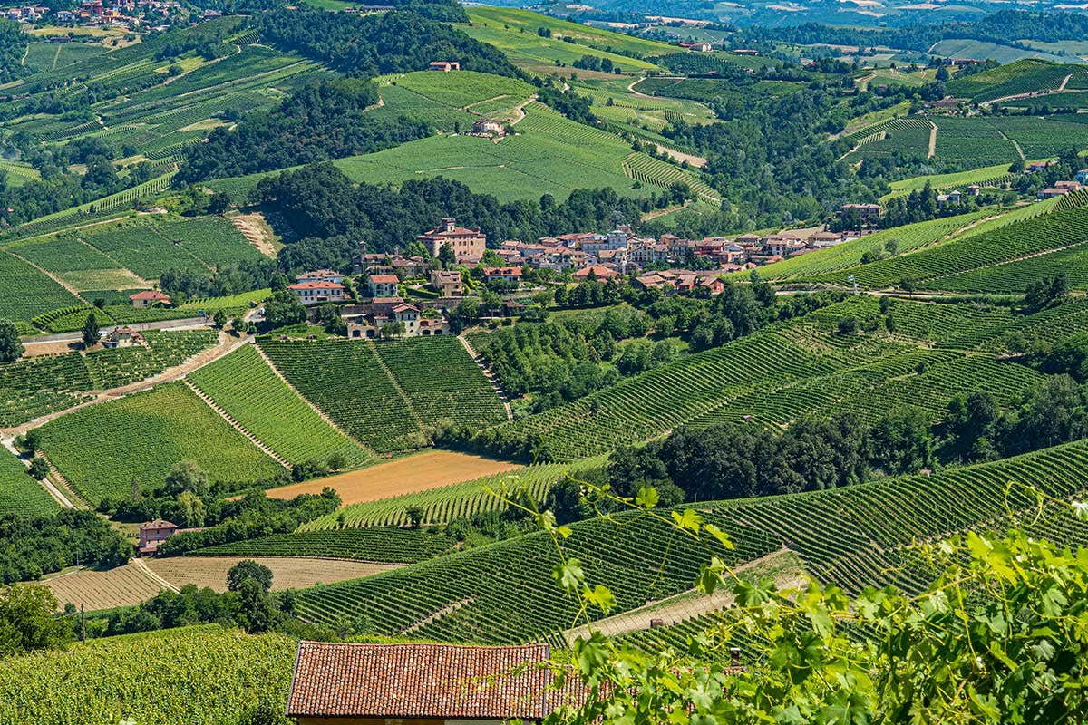 Langhe, terra di grandi vini apprezzati in tutto il mondo