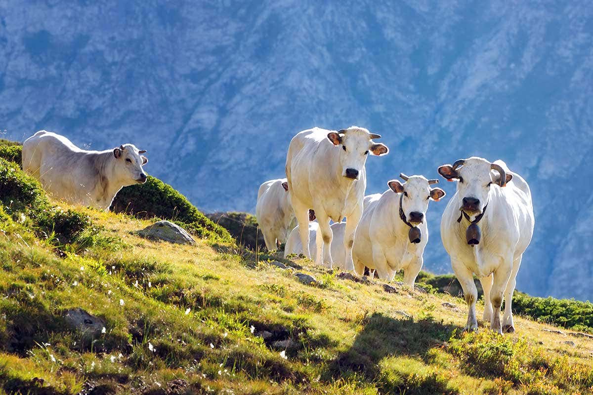 Bovini di razza Fassone Langhe, un viaggio nel gusto e nella tradizione