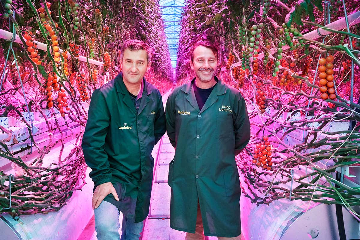 Idrocoltura e luce artificiale per coltivare i pomodori