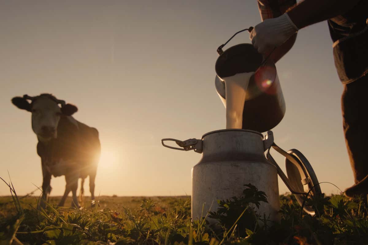 Latte sottocosto: a rischio un'intera filiera