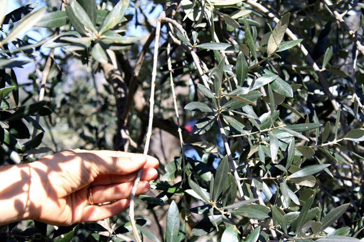 (Laudemio, quintessenza di Toscana)