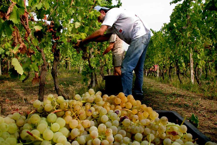 Con i nuovi voucher, il lavoro nei campi potrebbe guadagnare 50mila posti (Lavoro in campagna, 50mila posti con i voucher semplificati)