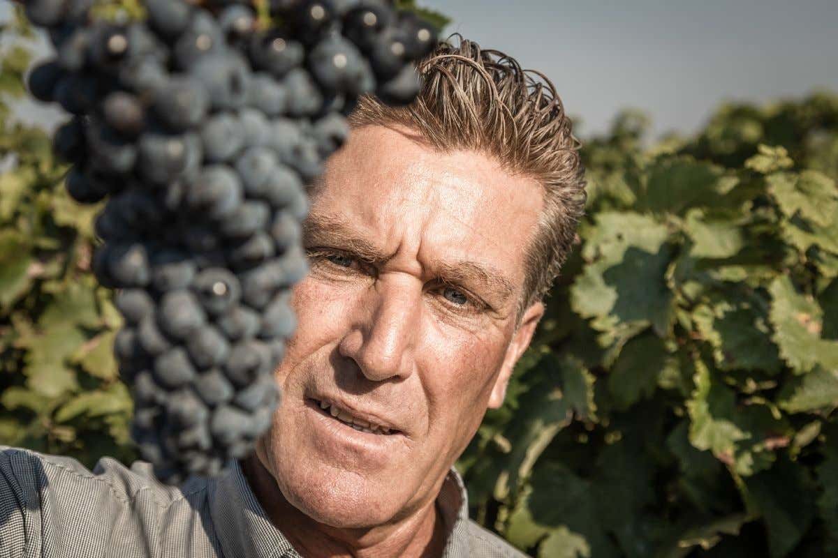 In vigna, il momento della raccolta