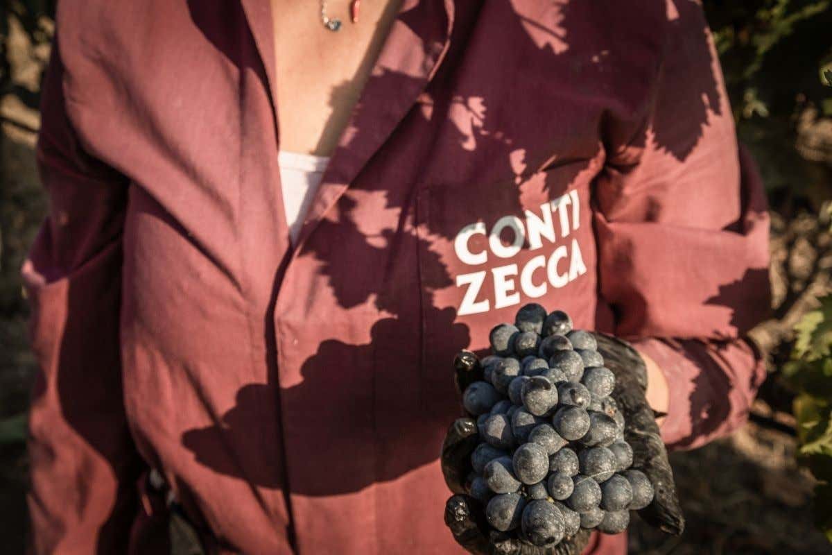 Le uve Conti Zecca