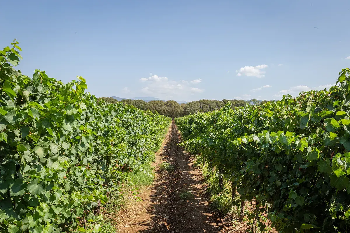 Vigneto Le Marchesine, rinnovo della cantina e sinergia con lo Champagne