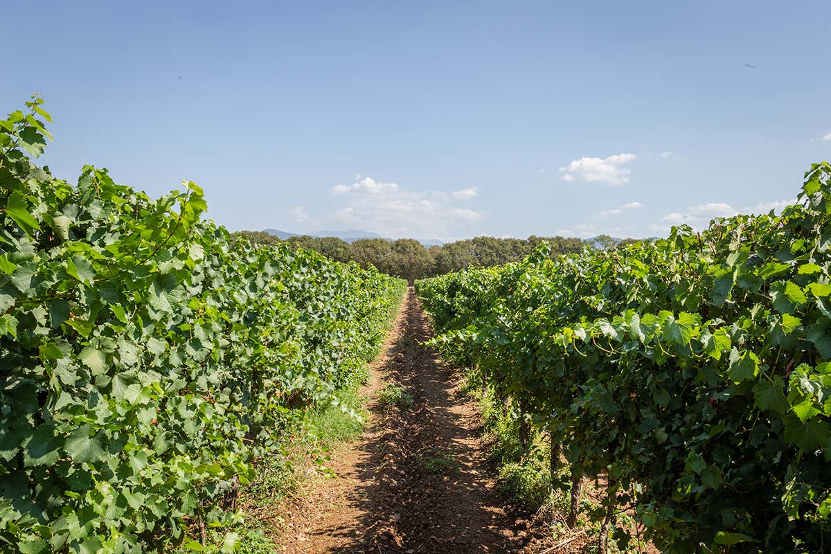 Vigneto Le Marchesine, rinnovo della cantina e sinergia con lo Champagne