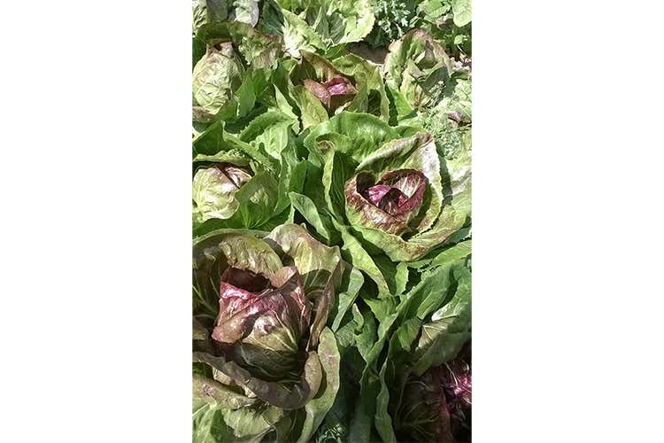 Le propriet&agrave; del Radicchio di Chioggia Igp al centro della cardio-cena del Consorzio