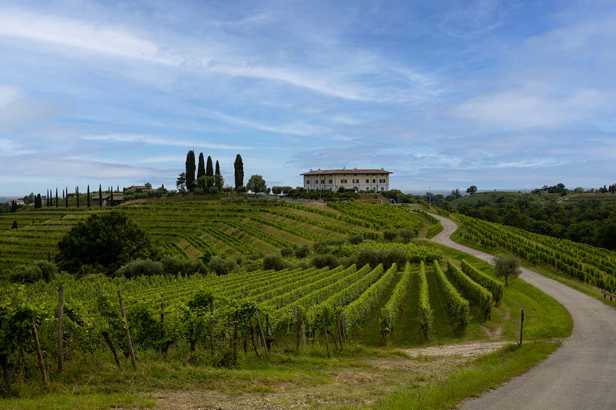 Il Friulano in 5 micro-vinificazioni biologiche secondo Le Vigne di Zamò Il Friulano in 5 micro-vinificazioni biologiche secondo Le Vigne di Zamò