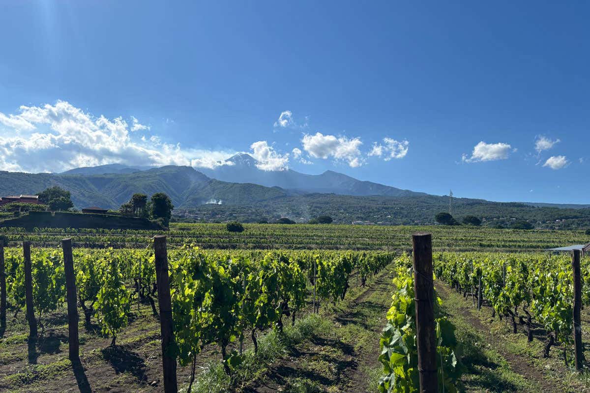 Tornata delle Accademie: scoprire i vini dell’Etna con accademici e produttori Tornata delle Accademie: scoprire i vini dell’Etna con accademici e produttori
