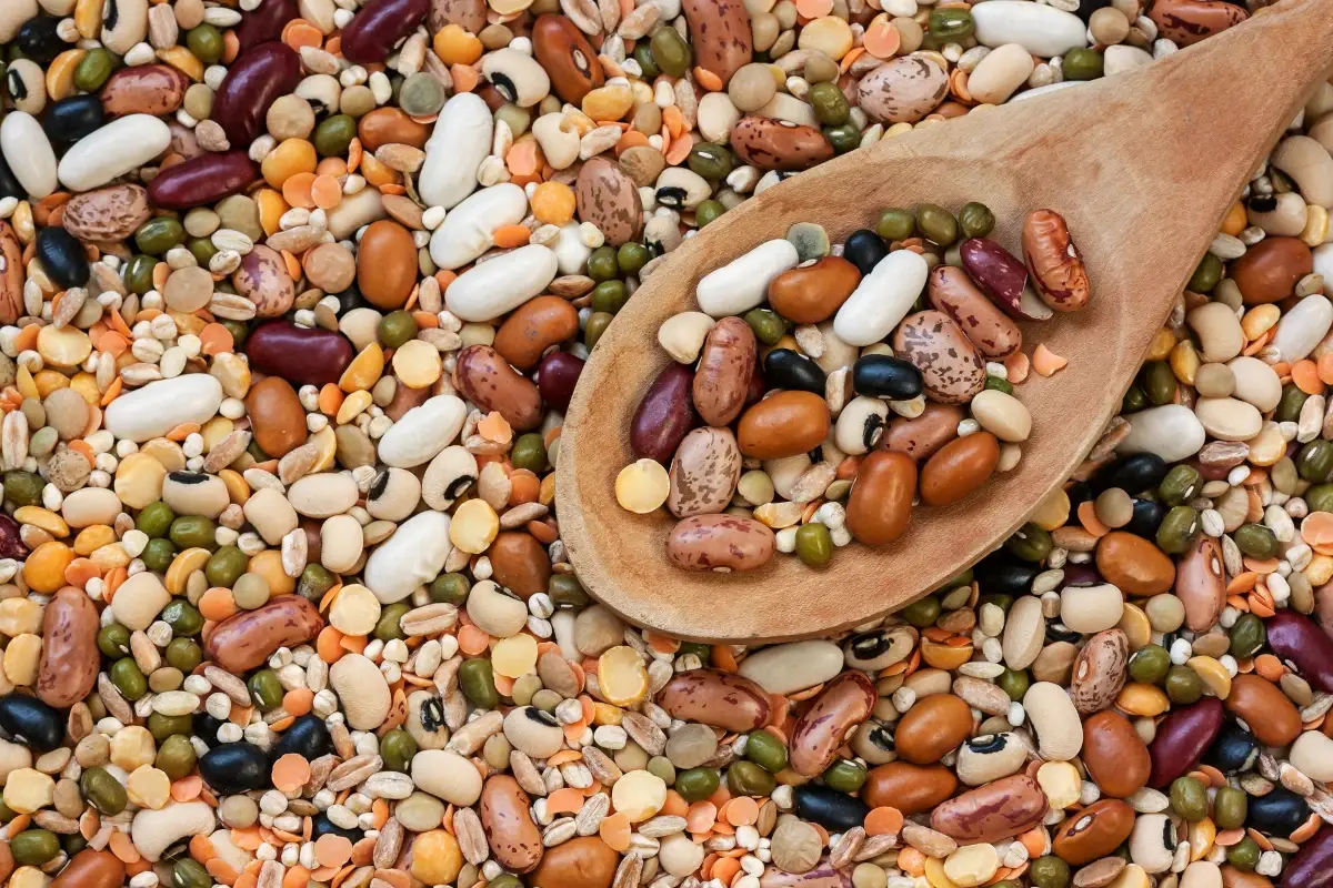 Variet&agrave; di legumi Legumi: cibo del futuro amico dell'agricoltura sostenibile
