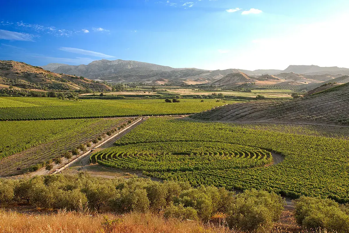 L'idea di sostenibilit&agrave; secondo la cantina calabrese