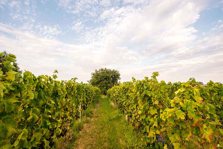 (Librandi racconta la Calabria a Vinitaly In degustazione il rosé Terre Lontane) (Librandi racconta la Calabria a Vinitaly In degustazione il rosé Terre Lontane)
