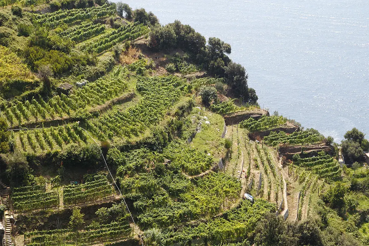 Una terra tappezzata di ulivi e vigneti