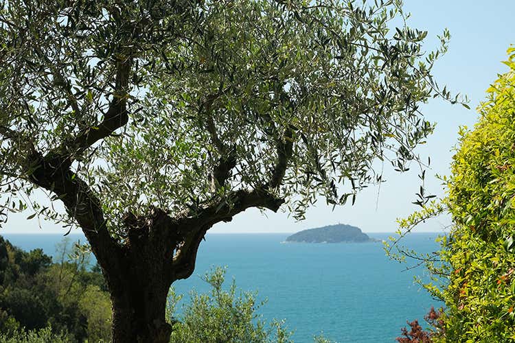 A Ponente regna indisturbata la cultivar Taggiasca, mentre nella parte di Levante la fa da padrona la Razzola - Liguria: mare, fiori e olio evo A Ponente regna indisturbata la cultivar Taggiasca, mentre nella parte di Levante la fa da padrona la Razzola - Liguria: mare, fiori e olio evo