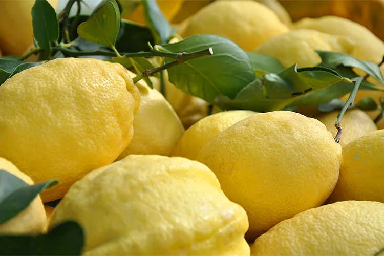Limoni Costa d'Amalfi, continuano i furti 100 i quintali rubati solo nel 2015 Limoni Costa d'Amalfi, continuano i furti 100 i quintali rubati solo nel 2015