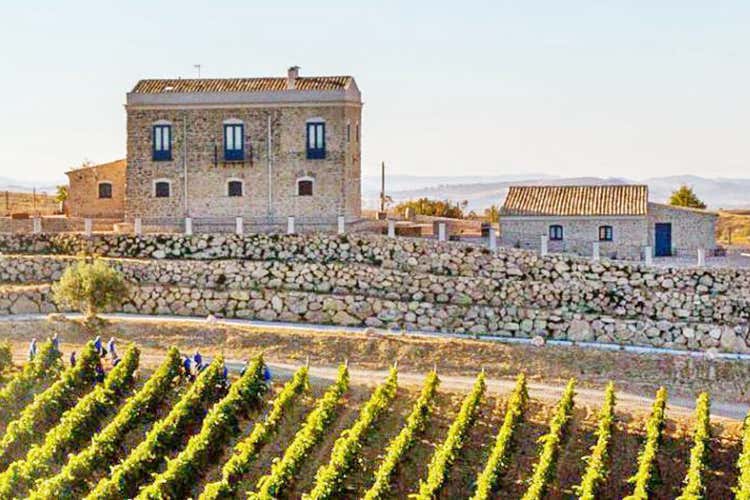 Fabbricati e vigneti - I vini d'altura di Tenute Lombardo che non si dimenticano facilmente