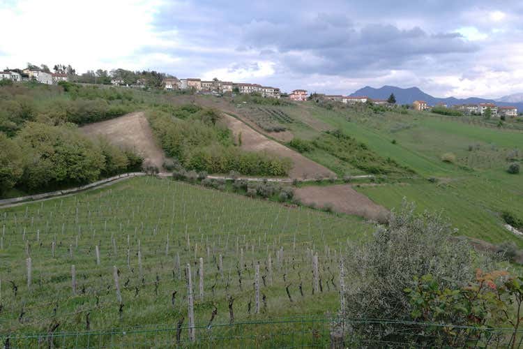 (Lucio Mastroberardino Il concorso che valorizza i vini campani) (Lucio Mastroberardino Il concorso che valorizza i vini campani)