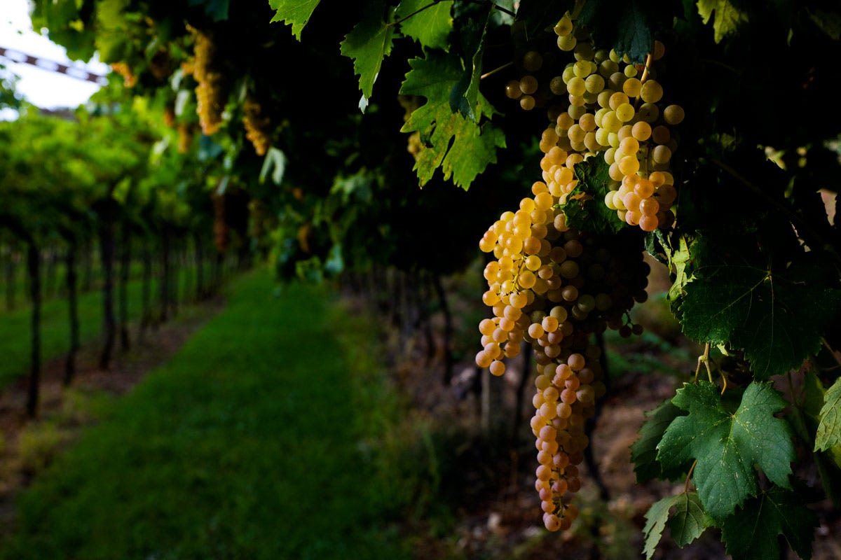 Il Corsorzio di Tutela del Lugana vuole valorizzare i punti di forza della denominazione sia in Italia sia all’estero Lugana Doc vino bianco di grande classe