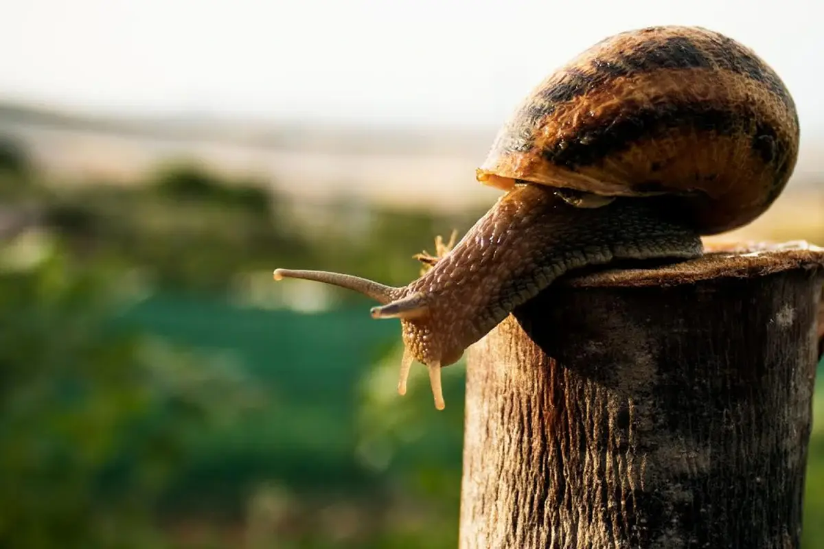 Lumache, l&rsquo;ultima novit&agrave; &egrave; l'escargot burger