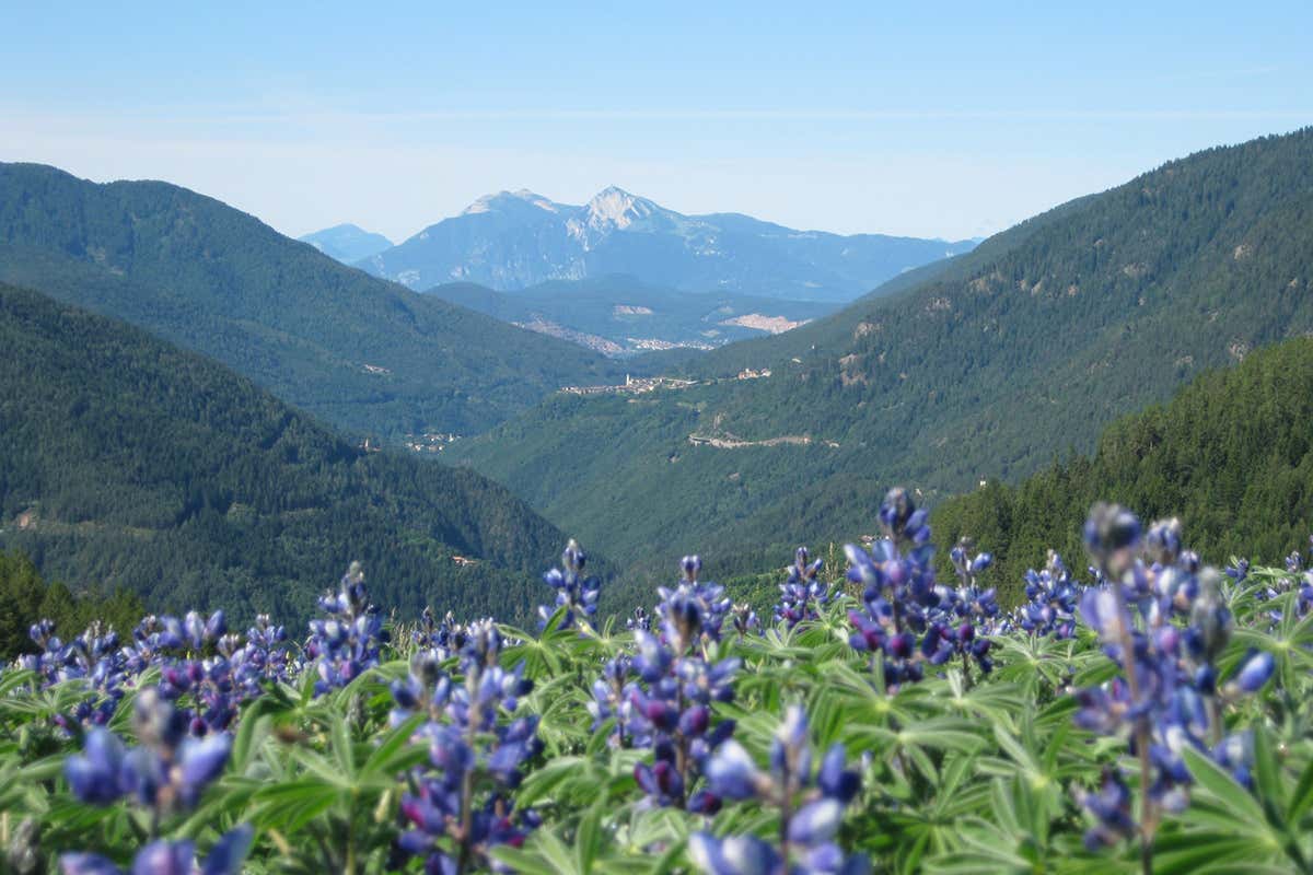 Lupino di Anterivo. Foto: Gruppo coltivatori del Caffè di Anterivo Chi non ama le atmosfere autunnali? Idee per un settembre magico in Alto Adige