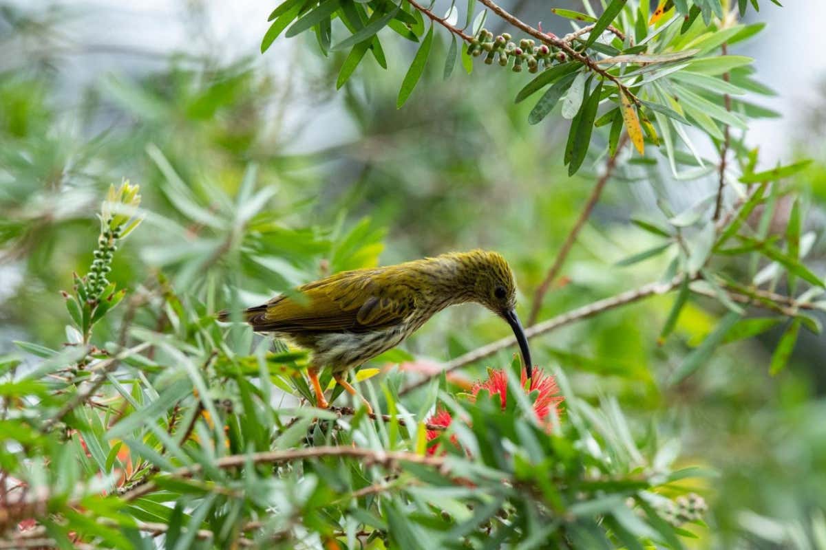 Esplorando l'eden orientale: consigli d'oro per un viaggio in Malesia