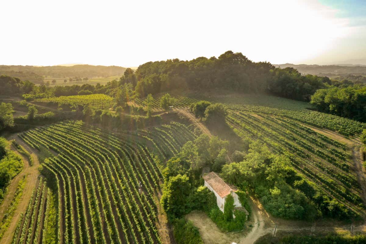 Nel Collio dei grandi bianchi debutta un rosso che punta su Cabernet Franc e Carmenère
