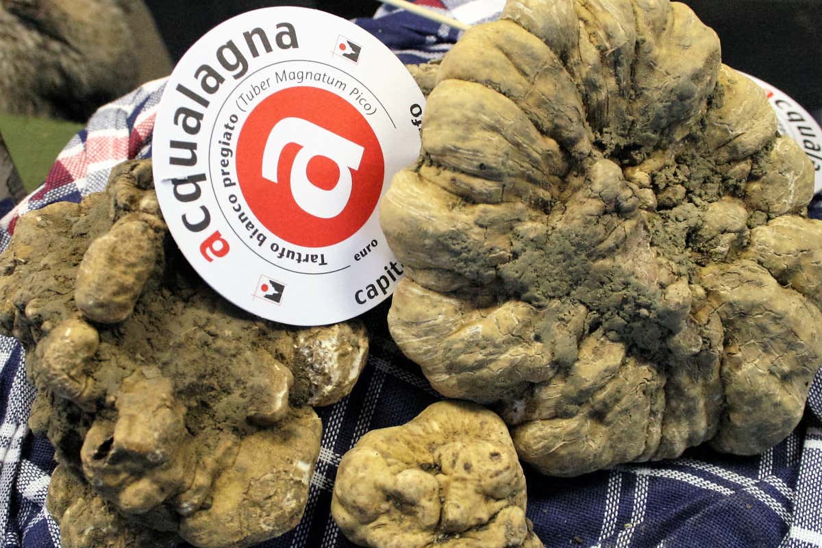 Alba e Acqualagna, vittoria condivisa alla Gara Nazionale delle Città del Tartufo Alba e Acqualagna, vittoria condivisa alla Gara Nazionale delle Città del Tartufo