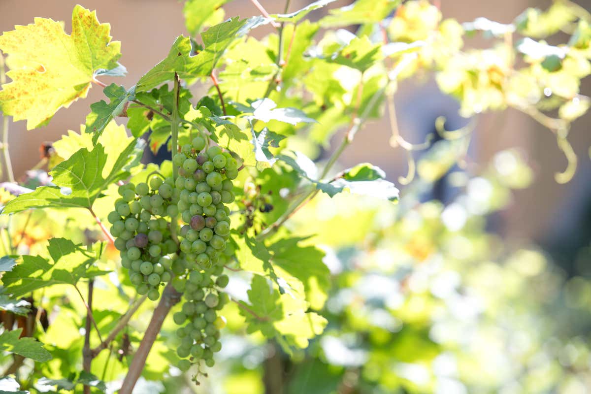 Vendemmia urbana: a Roma nasce un museo-vigna che racconta l’Italia in un calice Vendemmia urbana: a Roma nasce un museo-vigna che racconta l’Italia in un calice