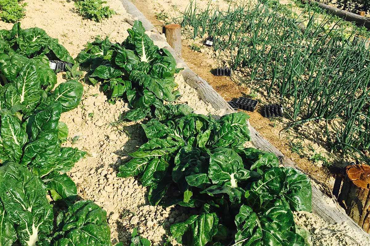 L'orto La Madernassa Ristorante L'orto La Madernassa Ristorante