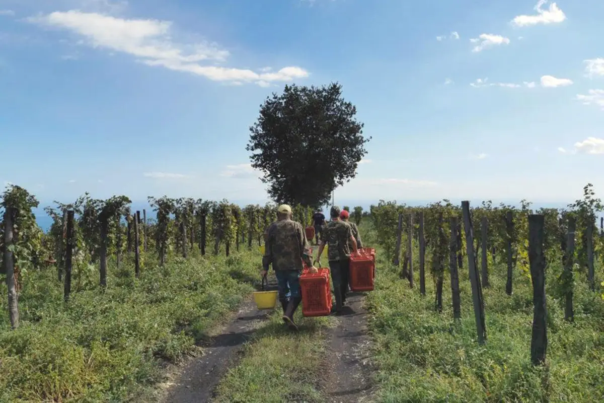 I vigneti di Mandrarossa. Foto: Facebook 