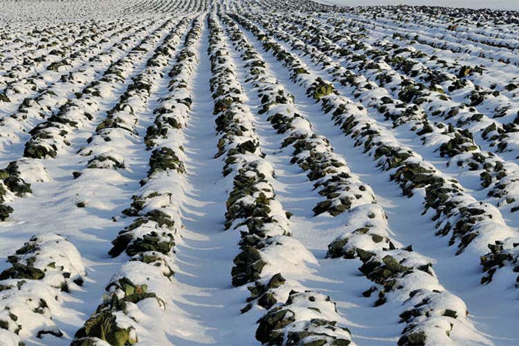 Maltempo, meno ortaggi sugli scaffali Controllare stagionalità e provenienza Maltempo, meno ortaggi sugli scaffali Controllare stagionalità e provenienza