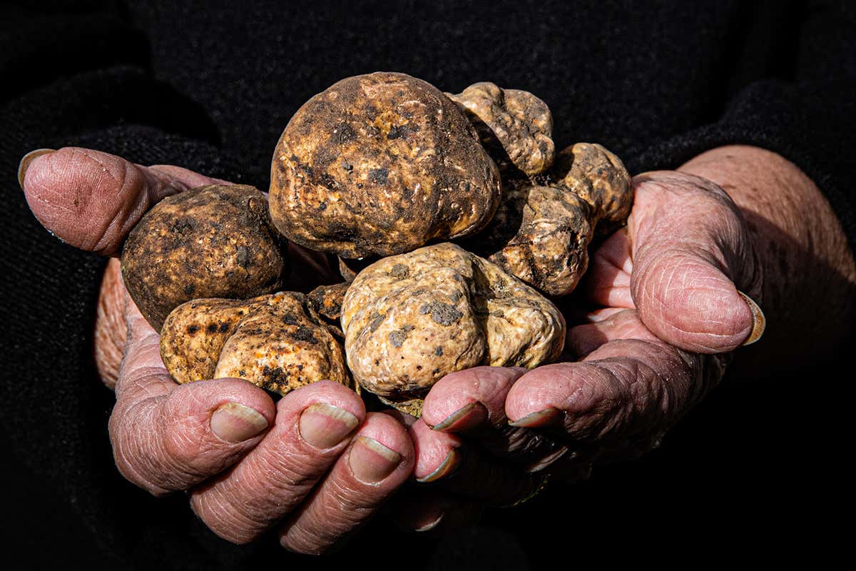 Nel Centro Italia dove cercare e gustare il tartufo Pazzi per il tartufo? Ecco dove mangiarlo nel Centro Italia Nel Centro Italia dove cercare e gustare il tartufo Pazzi per il tartufo? Ecco dove mangiarlo nel Centro Italia