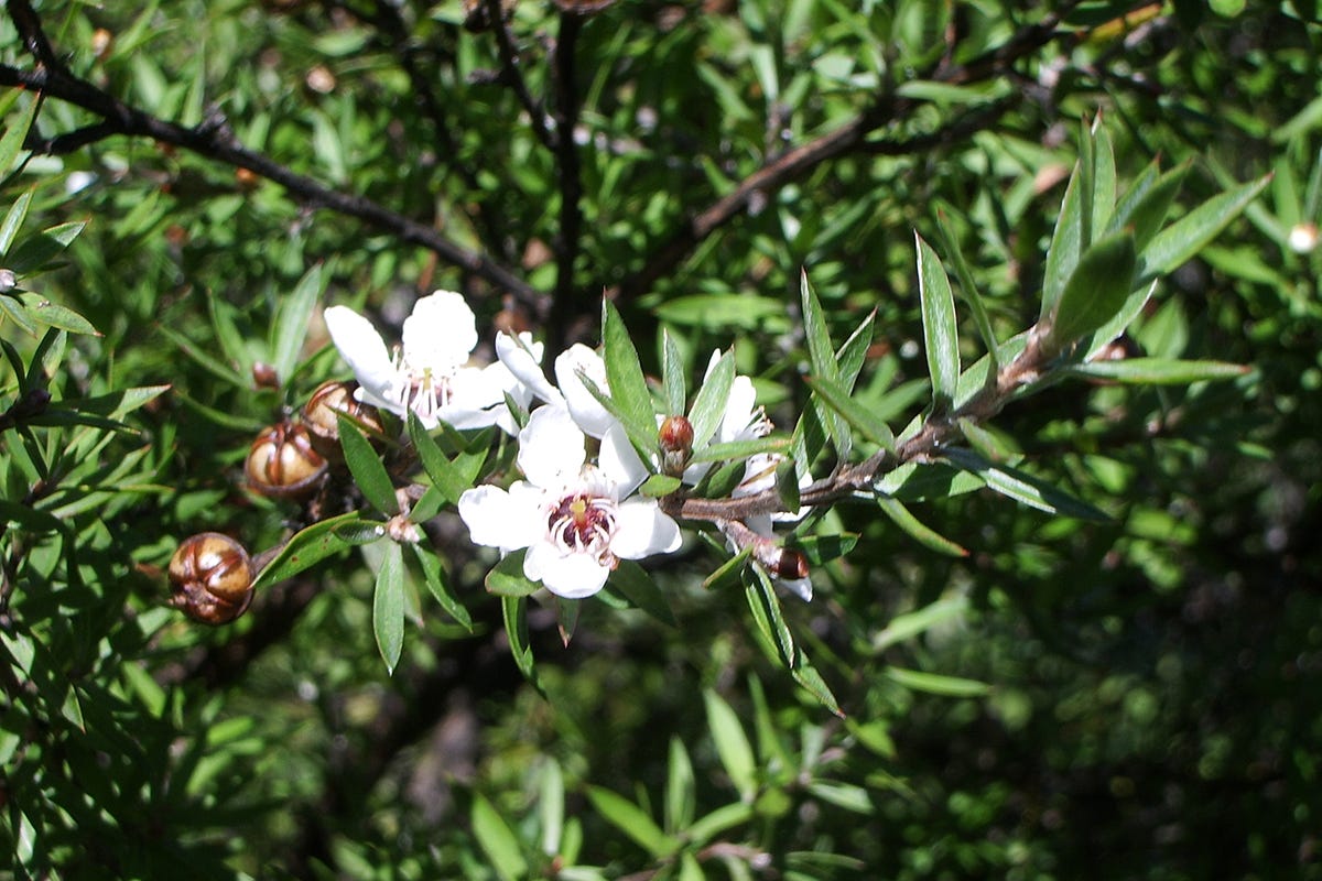 Leptospermum scoparium. Fonte: Wikipedia Da dove viene il miele manuka? Battaglia tra Australia e Nuova Zelanda