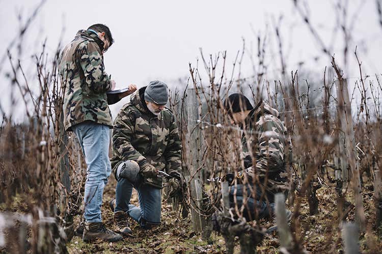 La scuola di potatura - L'appello: Volete lavorare in vigna? Basta imparare, c'è posto per tutti