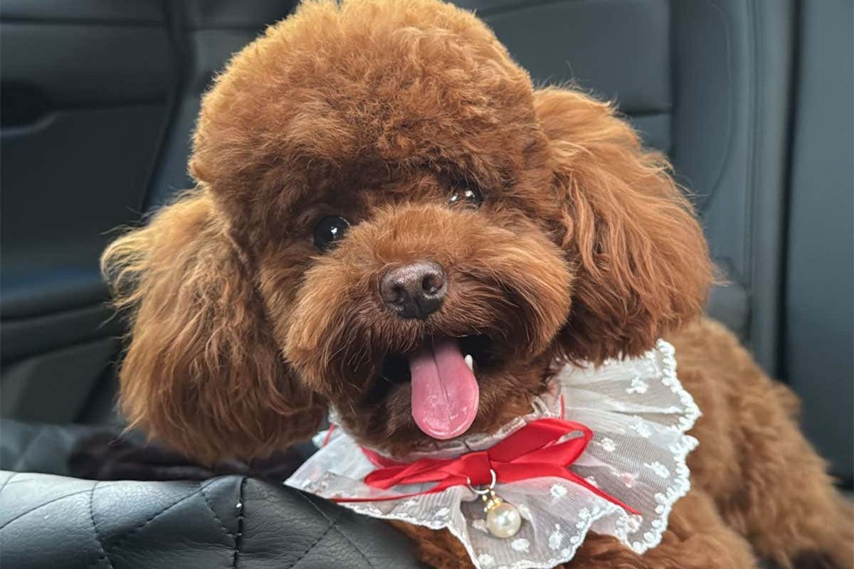 Ma sapevi che le Stelle di Natale sono nocive per i cani?