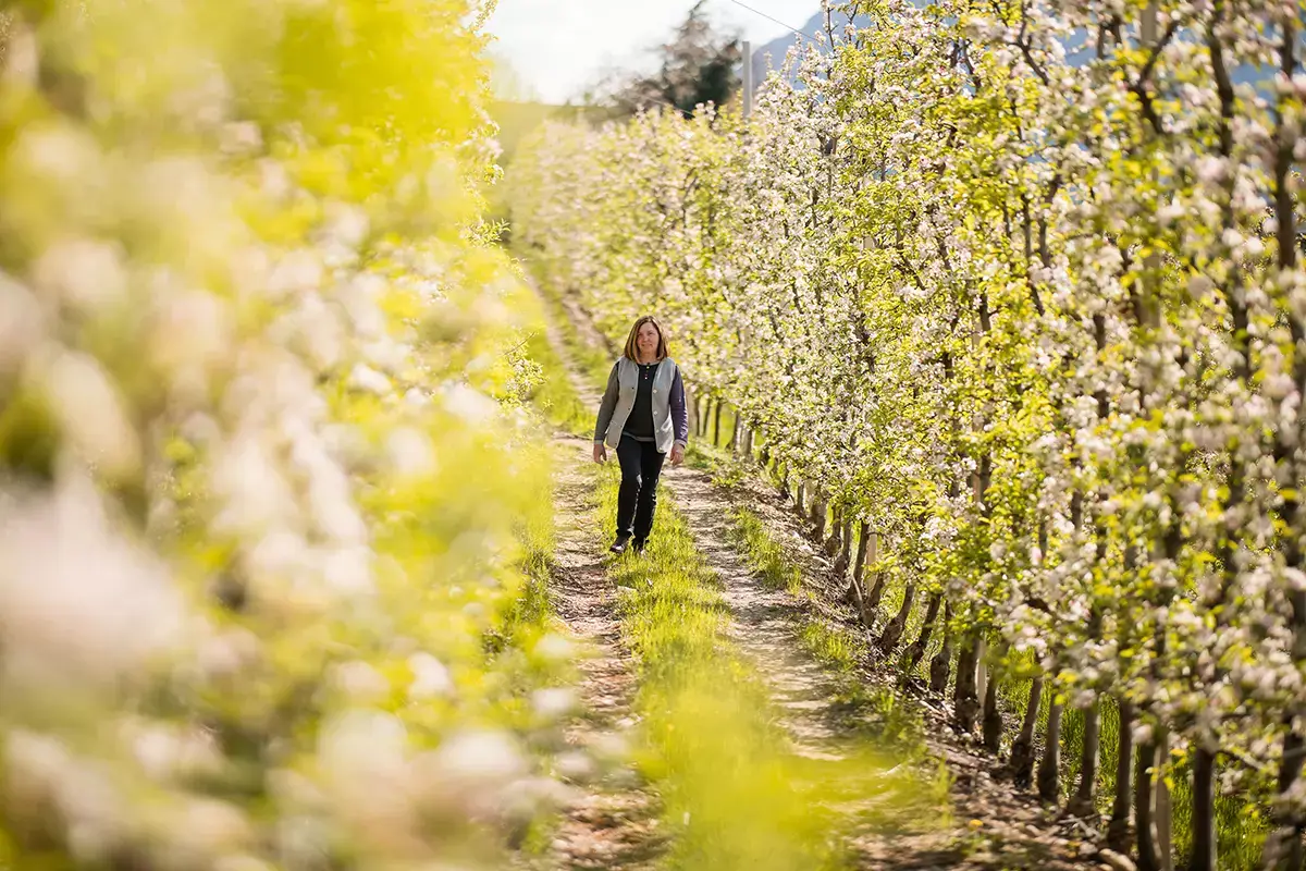 Bauer Bl&uuml;te. Foto: F.Andergassen In Alto Adige tra le fioriture dei meleti in Primavera