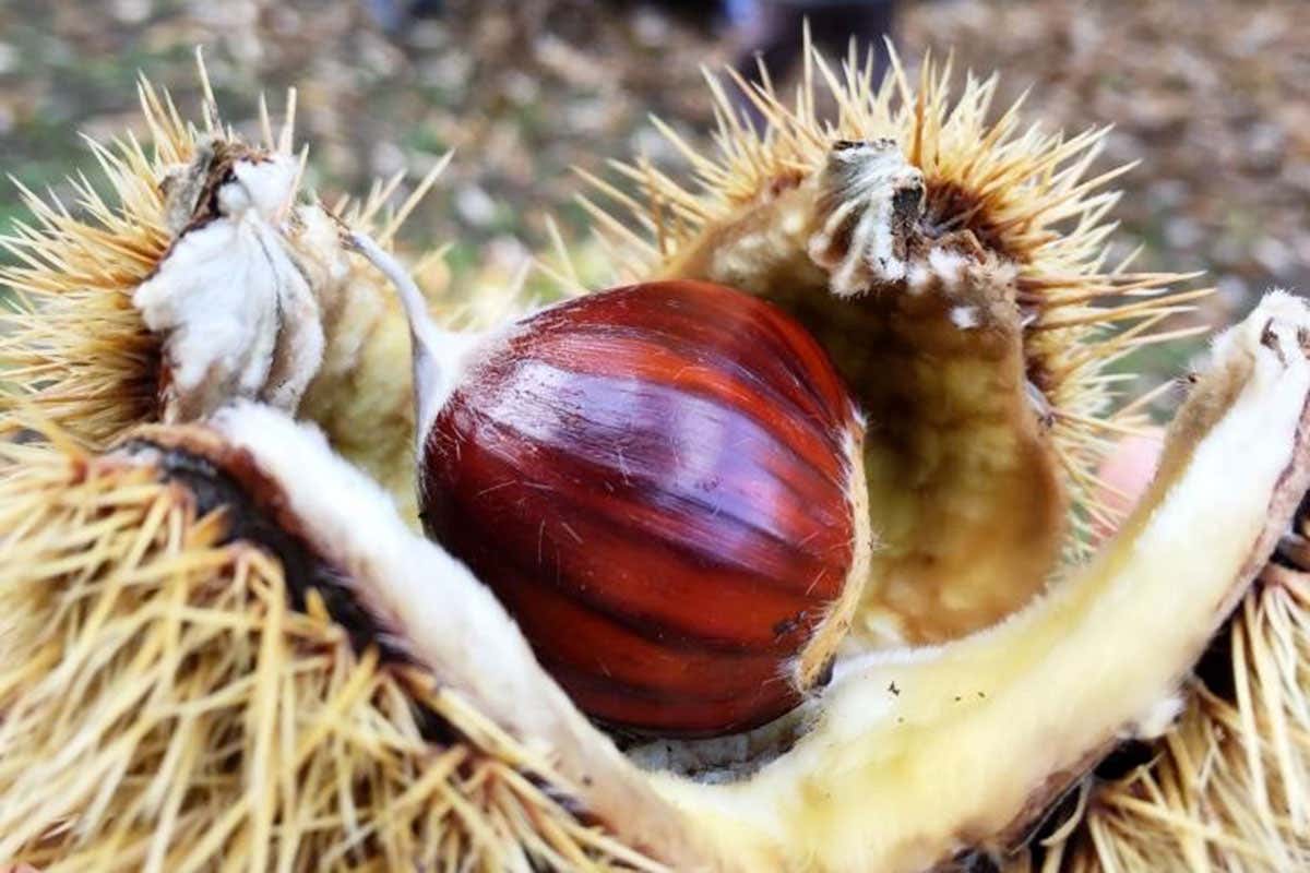 DiVin ottobre, in Trentino l'autunno si tinge di gusto