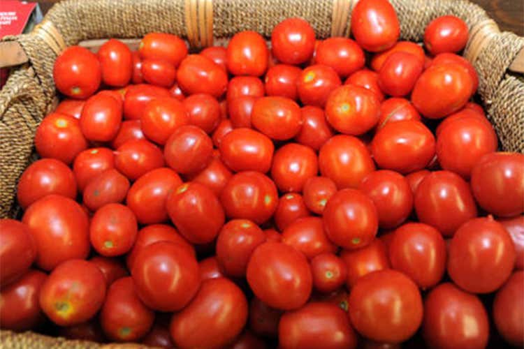 Martina: «Verso la piena tracciabilità anche per i concentrati di pomodoro» Martina: «Verso la piena tracciabilità anche per i concentrati di pomodoro»