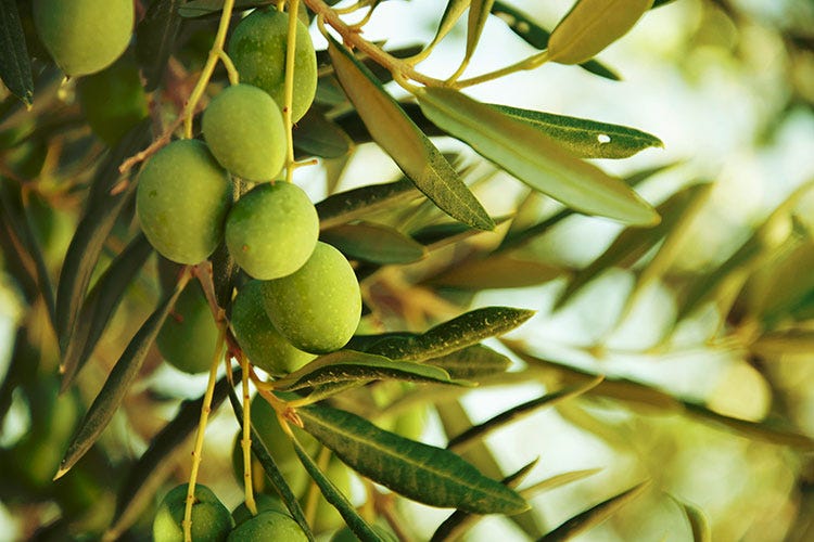 (Masseria Faraona e Save the Olives Una partnership per il bene della Puglia)