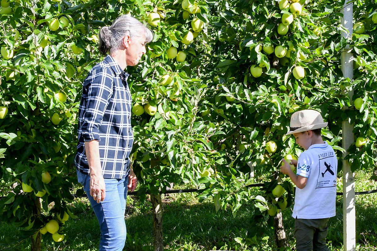 MelaColgo 2025: tornano le giornate per raccogliere le mele dagli alberi in Trentino