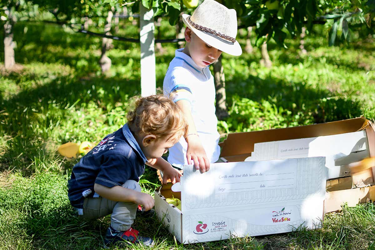 MelaColgo 2025: tornano le giornate per raccogliere le mele dagli alberi in Trentino