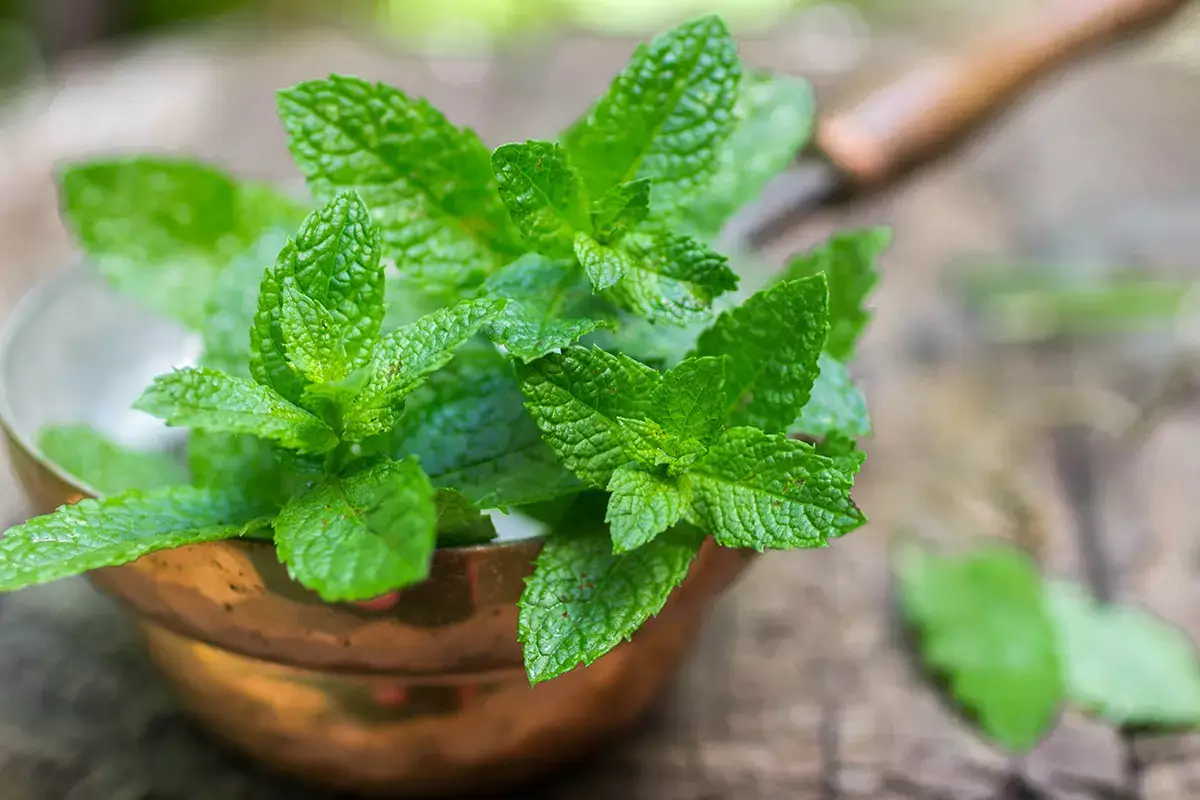 Si tratta di un ibrido naturale Quali propriet&agrave; ha la Menta piperita?