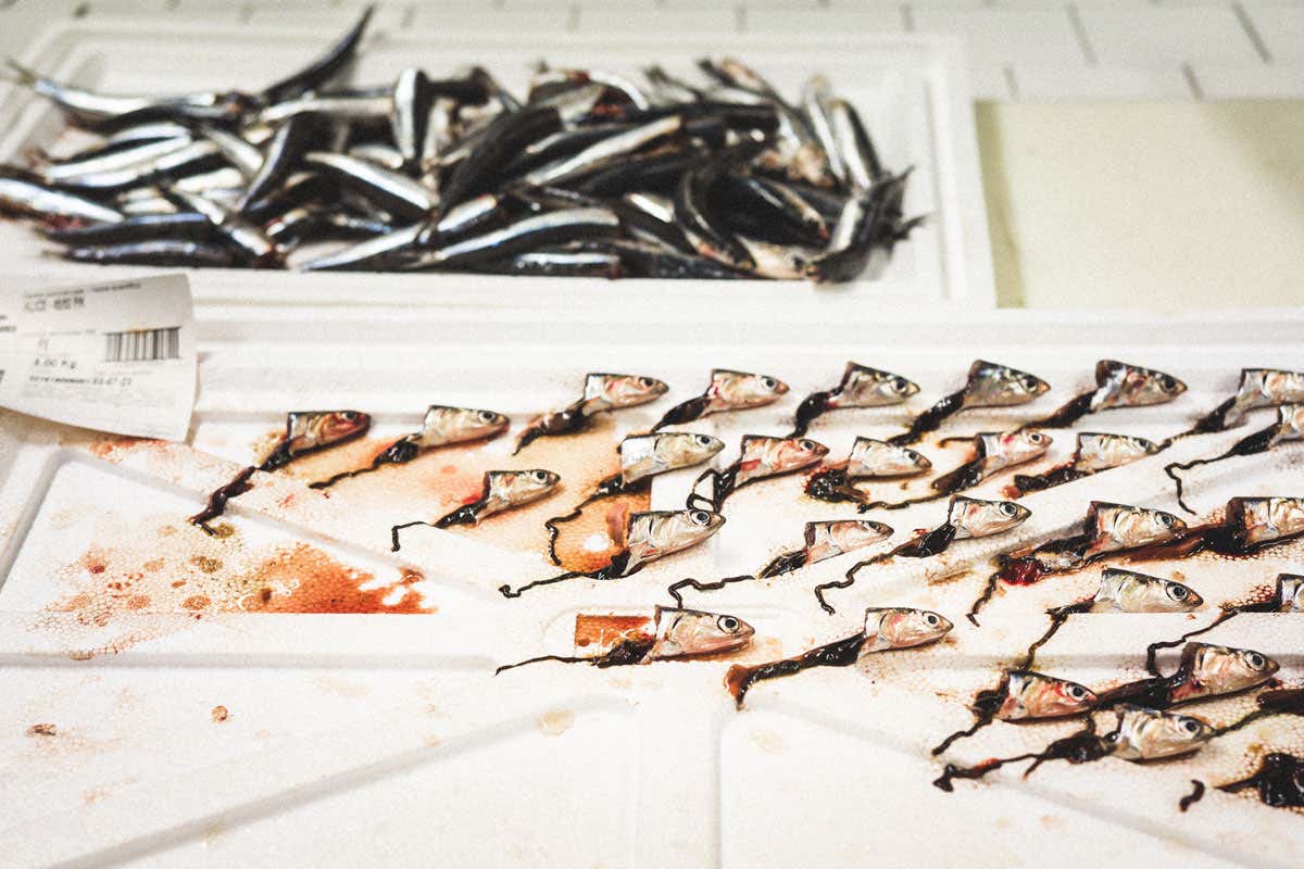 Qualità e sicurezza, le parole d'ordine del Mercato ittico di Milano